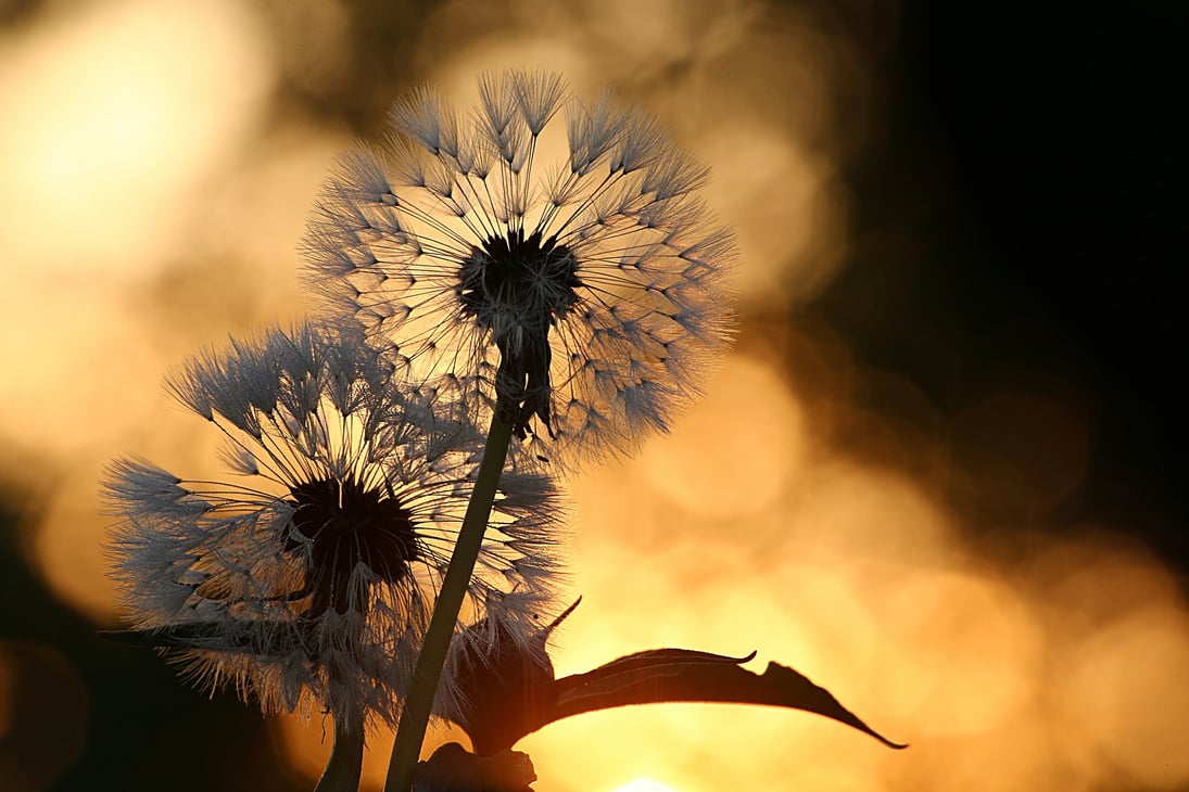 Dandelion Flowers in Nature